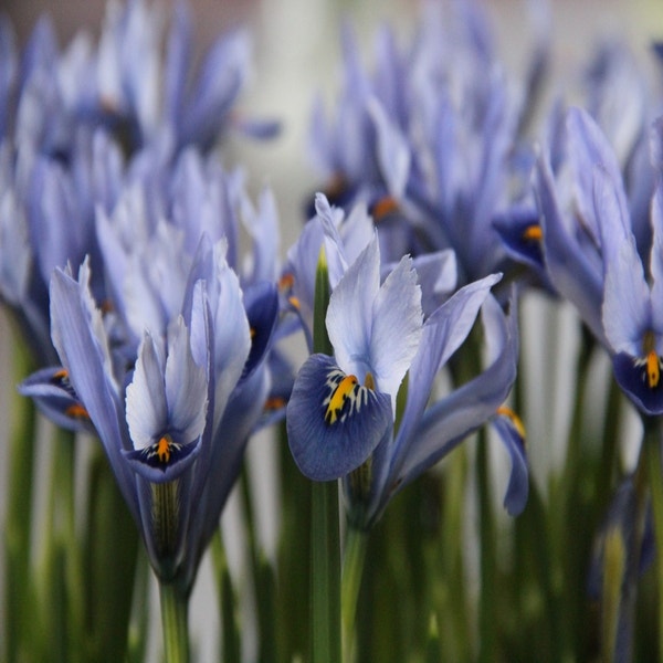 Iris reticulata 'Alida'
