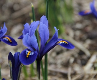 Dwergiris (Iris reticulata 'Harmony')