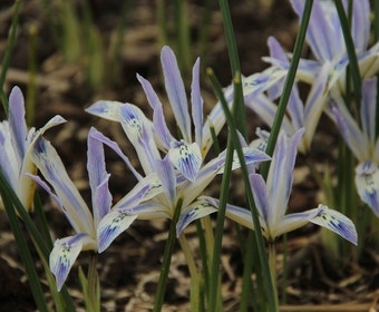 Dwergiris (Iris reticulata 'Painted Lady')