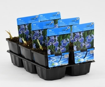 Iris (Iris setosa)