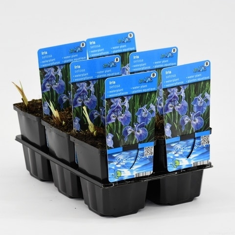 Iris (Iris setosa)