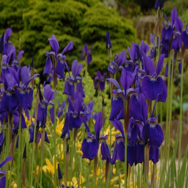 Siberische lis (Iris sibirica 'Caesar's Brother') bloembol