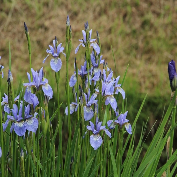 Iris sibirica 'Perry's Blue'