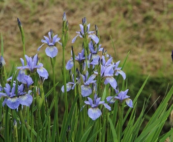 Siberische lis  (Iris sibirica 'Perry's Blue')