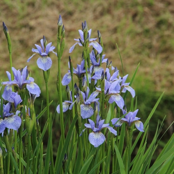Iris sibirica 'Perry's Blue'