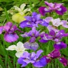 Siberische lis (Iris sibirica 'Breeder's Mix')