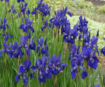 Siberische lis (Iris sibirica 'Caesar's Brother')