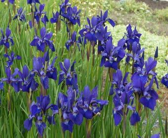 Siberische lis (Iris sibirica 'Caesar's Brother')