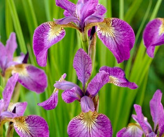 Siberische lis (Iris sibirica 'Sparkling Rose')
