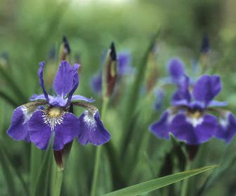 Siberische lis  (Iris sibirica 'Perry's Blue')