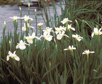 Iris/zwaardlelie (Iris sibirica 'Snow Queen')