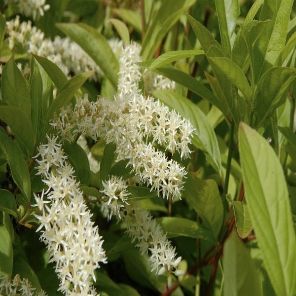 Bloemwilg (Itea virginica 'Henry's Garnet')