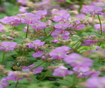 Ooievaarsbek (Geranium cantabrigiense 'Cambridge')