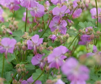 Ooievaarsbek (Geranium cantabrigiense 'Cambridge')