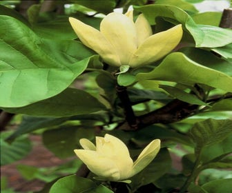 Beverboom (Magnolia brooklynensis 'Elizabeth') 