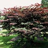Judasboom (Cercis canadensis 'Merlot')