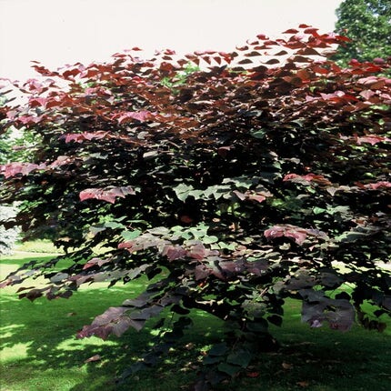 Judasboom (Cercis canadensis 'Merlot')