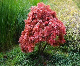 Japanse Esdoorn (Acer palmatum 'Pixie')