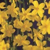 Winterjasmijn (Jasminum nudiflorum)