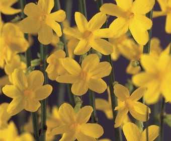 Winterjasmijn (Jasminum nudiflorum)