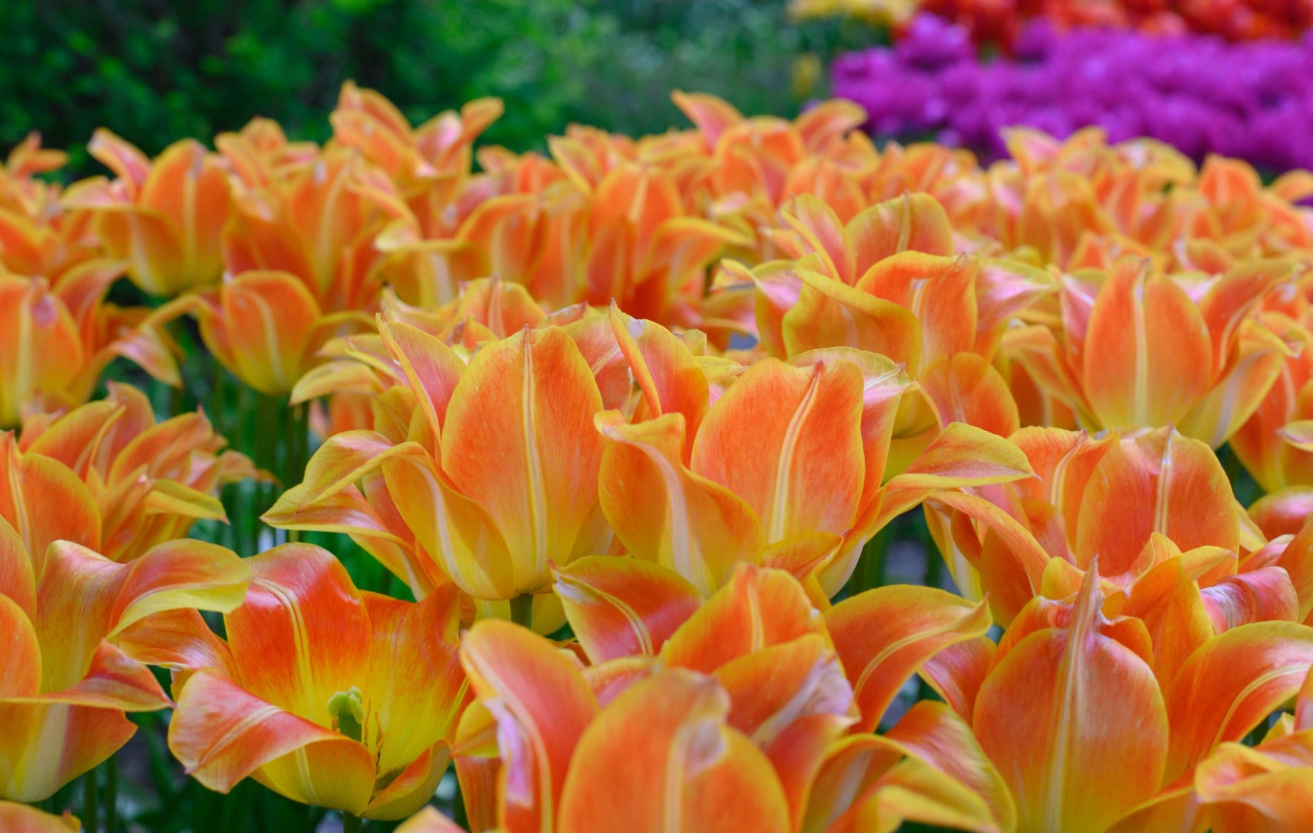 Tulp