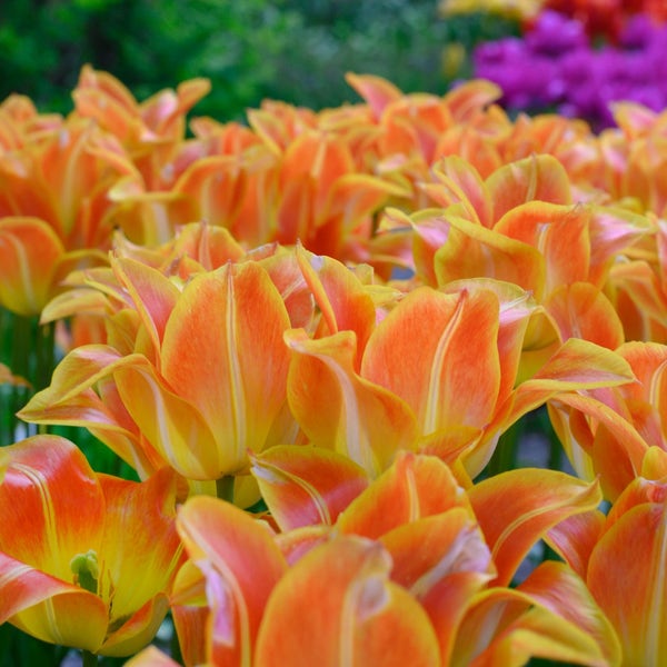 Tulp Toendra Tulp (Tulipa 'Je t'aime')