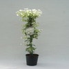 Bosrank (Clematis 'Joe')