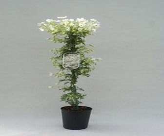 Bosrank (Clematis 'Joe')