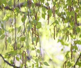 Berk, bosplantsoen (Betula pendula)