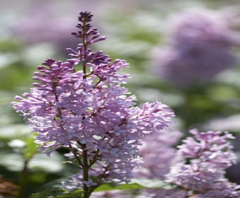 Sering (Syringa villosae 'Minuet')