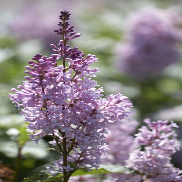 Sering (Syringa villosae 'Minuet')