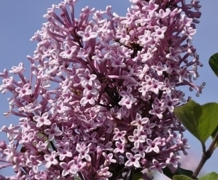 Sering op stam (Syringa 'Josée')