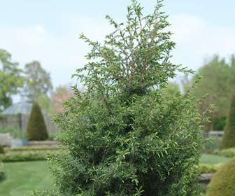 Jeneverbes (Juniperus communis 'Hibernica')