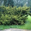Jeneverbes (Juniperus chinensis 'Plumosa Aurea')