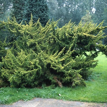 Jeneverbes (Juniperus chinensis 'Plumosa Aurea')