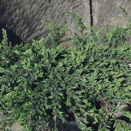 Kruipende jeneverbes