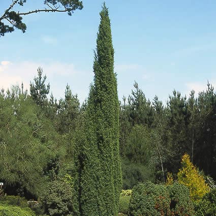 Zweedse jeneverbes