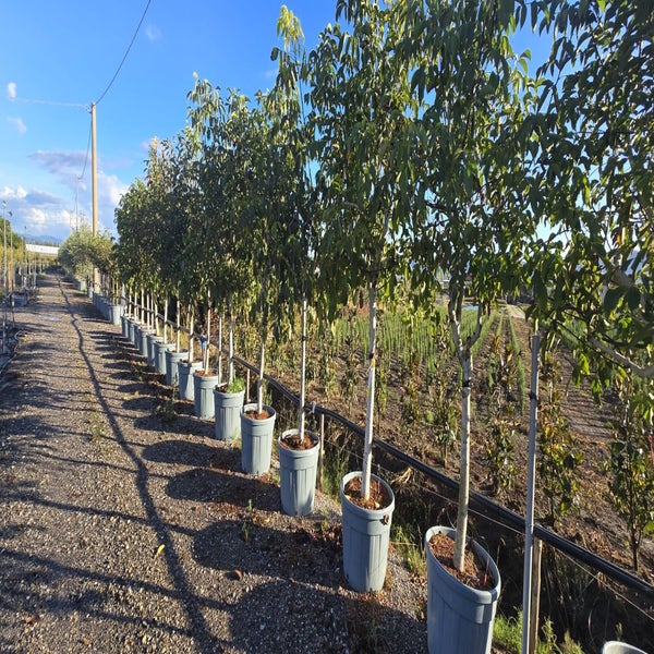Walnoot, halfstam (Juglans regia)