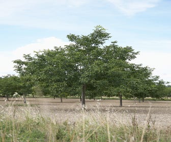 Walnotenboom (Juglans regia 'Lara')
