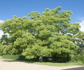 Zwarte walnotenboom (Juglans nigra)