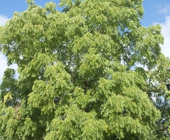 Zwarte walnotenboom (Juglans nigra)