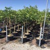 Walnoot (Juglans regia 'Franquette')