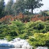 Jeneverbes (Juniperus media 'Pfitzeriana Aurea')