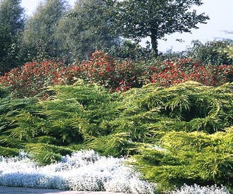 Jeneverbes (Juniperus media 'Pfitzeriana Aurea')