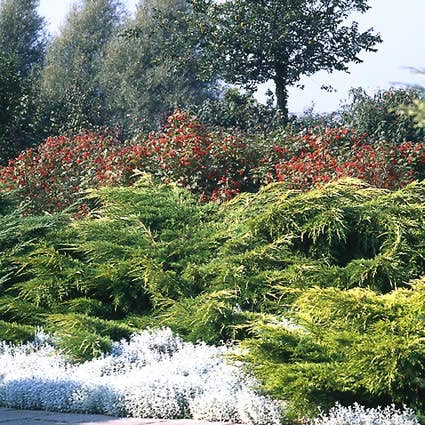 Jeneverbes Juniperus media 'Pfitzeriana Aurea'