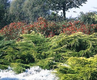 Jeneverbes (Juniperus media 'Pfitzeriana Aurea')