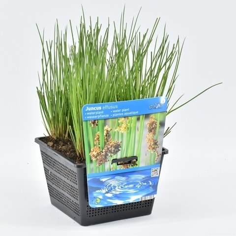 Juncus effusus