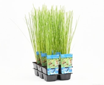 Pitrus (Juncus effusus)