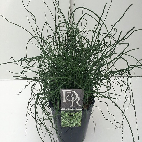 Kurkentrekkersgras (Juncus effusus 'Spiralis') Directplant