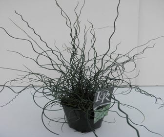 Kurkentrekkersgras (Juncus effusus 'Spiralis')